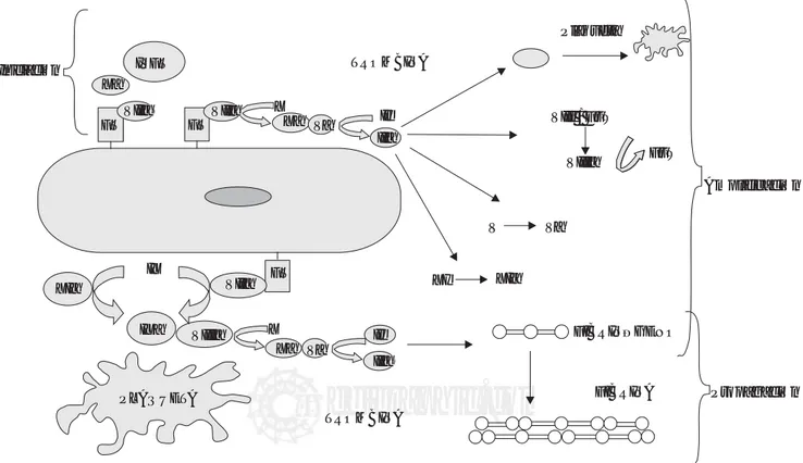 Figura 1. Modelo celular de la hemostasia. FT- Factor tisular, IVFT- Inhibidor del factor tisular, FvW- Factor de von Willebrand.