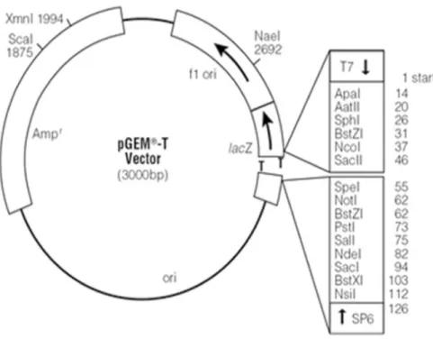 Figura 6. Mapa circular del vector de clonación pGEM ® T.
