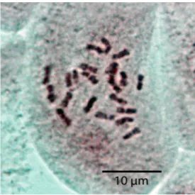 Figure 5. Feulgen-stained root-tip metaphase of  Foeniculum sanguineum showing 22 chromosomes