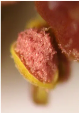 Figure 3. Foeniculum sanguineum. Spain, Cádiz,  Grazalema. Anthers showing pink pollen
