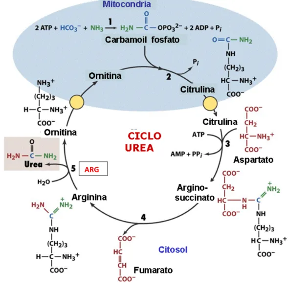 Figura 5. Ciclo de Urea ARG 