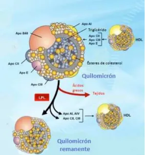 Figura 11: Esquema de un quilomicrón. 
