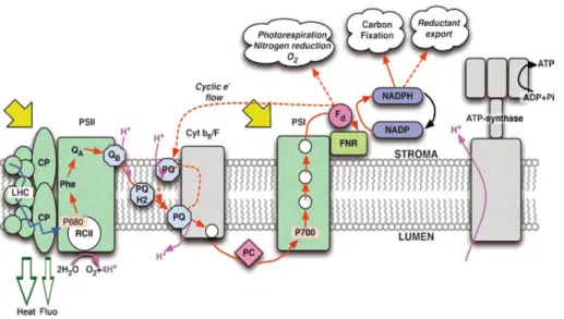 Figure  1.2  Schematic  representation  of  the  light  reactions  of  photosynthesis