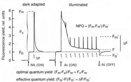 Figure  1.4 The  saturation  pulse  method.  Under  dim  measuring  light  (ML)  the  minimum fluorescence level (F 0 ) is measured