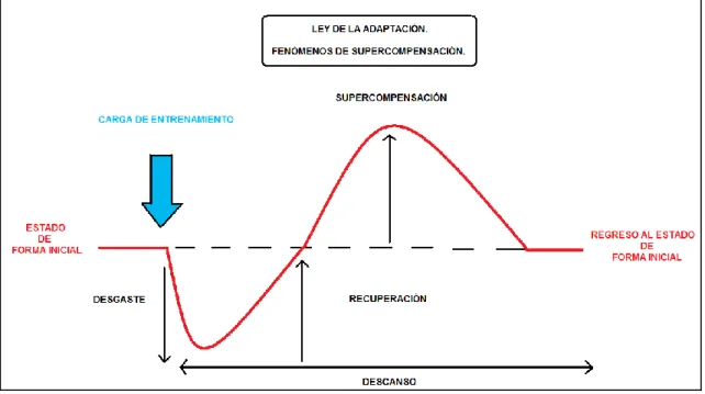 Figura 3. Teoría General de Adaptación y Supercompensación (Weineck, 2005) 