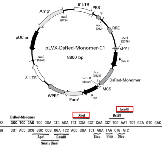 Figure 6. pLVX-DsRed-Monomer-C1. (A) pLVX-DsRed-Monomer-C1 vector map. The vector contains pUC  sequence,  the  Escherichia  coli  replication  origin  and  E