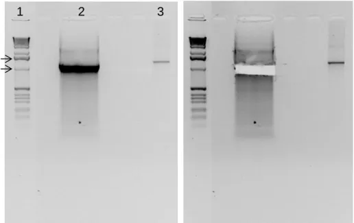 Figure  7.  Electrophoresis  of  RGS14  DNA  with  restriction  sites  for  XhoI  and  EcoRI  to  purify