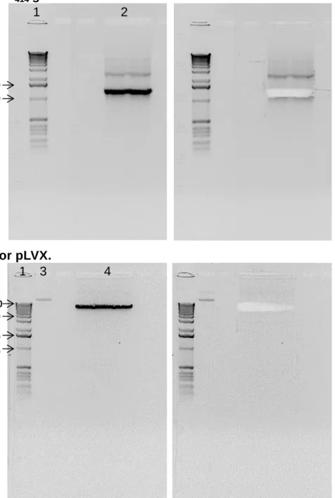 Figure 8. Electrophoresis of the RGS14 (A) and plasmid pLVX (B) cDNAs cut with XhoI and EcoRI