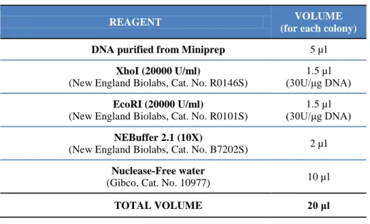 Table 6. Restriction reaction with XhoI and EcoRI endonucleases of DNA from miniprep. 