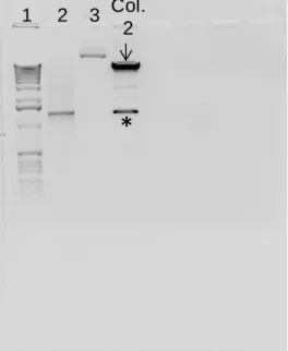 Figure  9. XhoI and  EcoRI restriction reaction of DNA  resulting of  miniprep and  maxiprep to prove the  presence  of  RGS14 414   recombinant  DNA