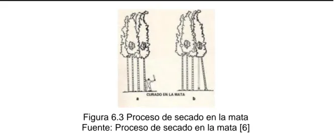 Figura 6.3 Proceso de secado en la mata  Fuente: Proceso de secado en la mata [6] 