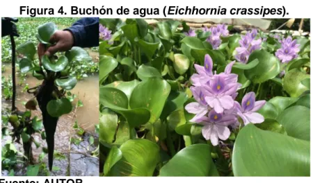 Figura 4. Buchón de agua (Eichhornia crassipes).  