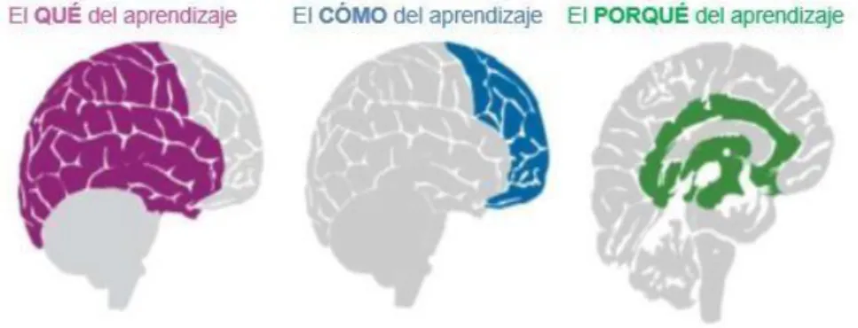 Figura 1. Redes cerebrales que intervienen en el aprendizaje. Fuente: CAST en     