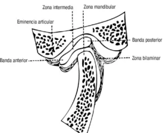 Figura 3. Imagen articulación temporomandibular. Adaptado de  LH.Ros Mendoza; E.Cañete  Celestino; O.Velilla Marco, Resonancia magnética de la articulación temporomandibular; 