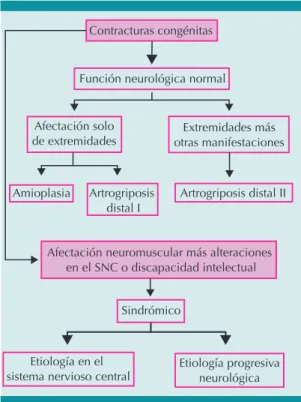 Cuadro 2.  Criterios clínicos diagnósticos de artrogriposis distal