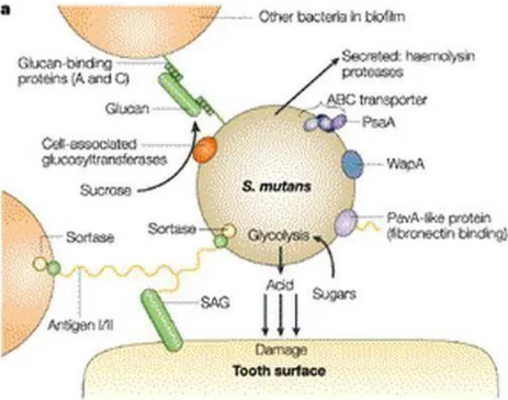 Figura 8: Principales factores de virulencia de Streptococcus mutans. [Citado Julio 2013]
