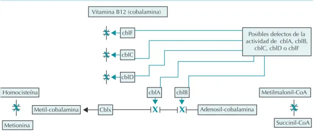 Figura 2.  Posibles defectos enzimáticos de la vitamina B12 asociados con acidemia metilmalónica.
