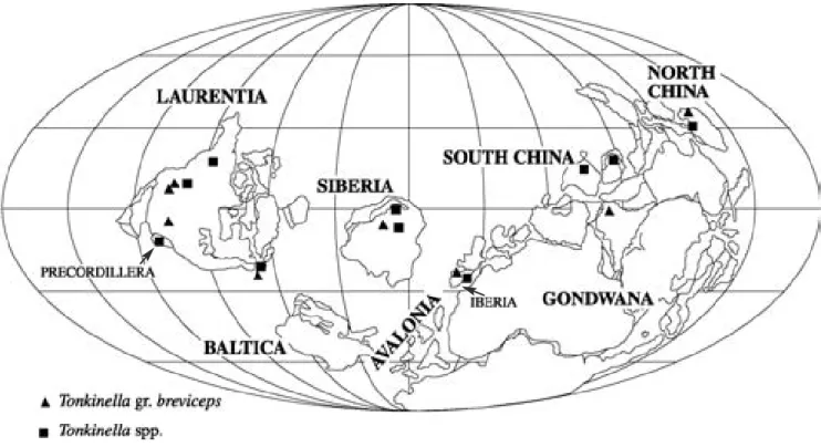FIGURE 6 Palaeogeographic reconstruction of the early Middle Cambrian (modified from McKerrow et al., 1992; Argentine Pre- Pre-cordillera placed sensu Astini et al., 1996 and Peralta, 2000) and the distribution of Tonkinella species.