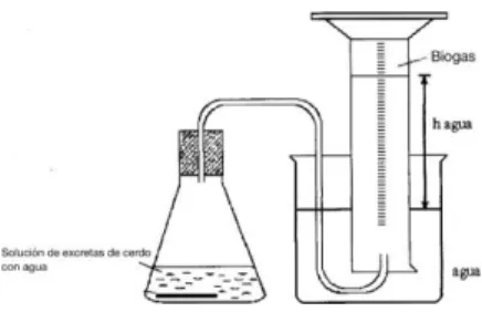 Tabla 7. Corridas realizadas en el biorreactor 