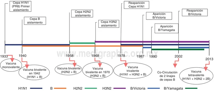 Figura 1. Evolución constante y rápida del virus de infl uenza: Las vacunas deben evolucionar paralelamente para mantener  el nivel de protección