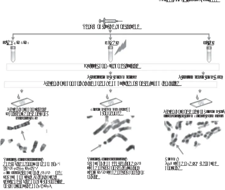 Figura 4. a) Procesamiento de la muestra para obtención de cariotipo GTG que permite en diagnóstico de ataxia telangiec-