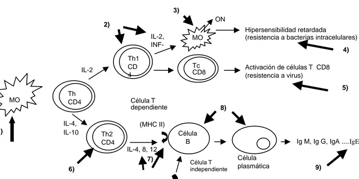 Figura 1. Efectos de la exposición in vivo e in vitro al plomo sobre la respuesta inmune humoral y celular