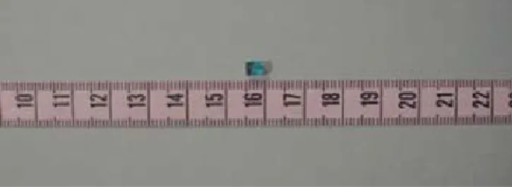 Figura 5. Semilla de maíz.