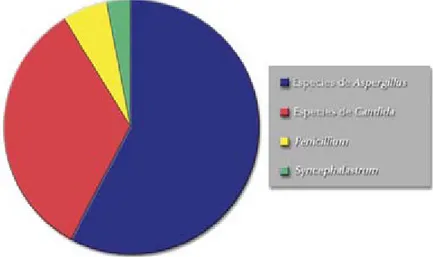 Figura 7. Porcentaje de los diferentes géneros de hongos aislados en 25 pacientes.*