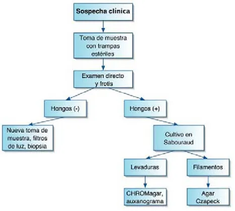 Figura 9. Propuesta de algoritmo para el diagnóstico de otitis externa micótica.