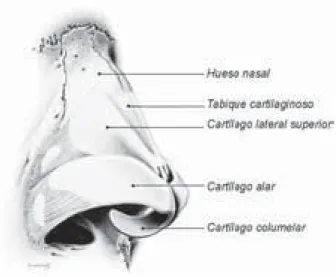 Figura 1. Vista externa de la bóveda nasal. Cortesía: Skoog T. Atlas