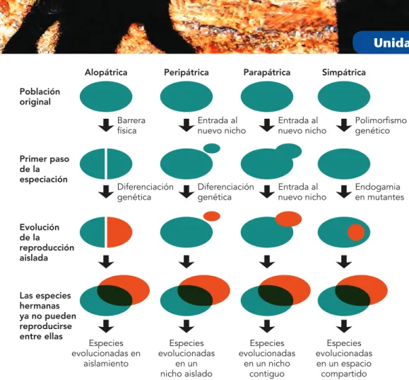 Figura 1.19  Tabla comparativa de los tipos de especiación.