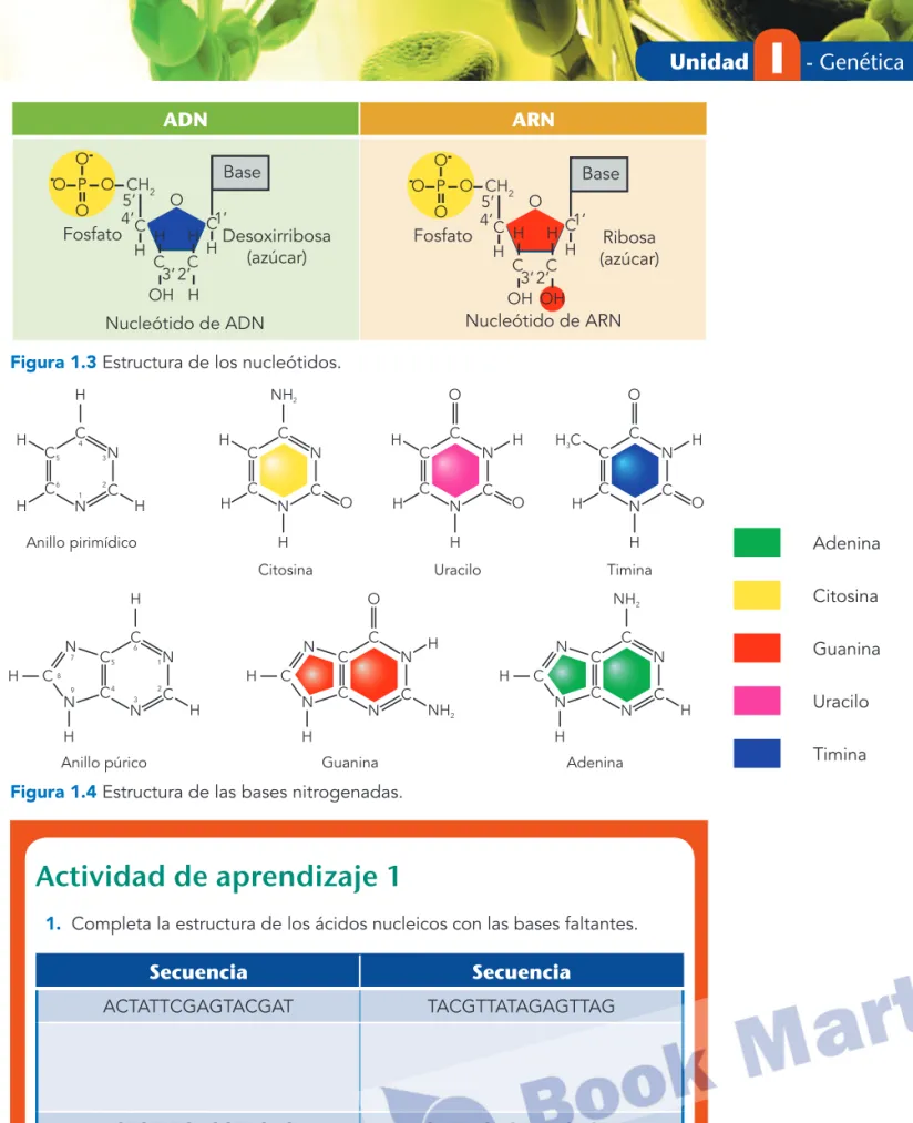 Figura 1.4  Estructura de las bases nitrogenadas.