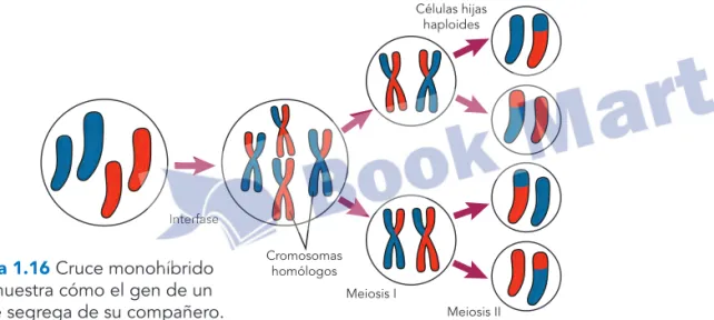 Figura 1.15  Segundo cruce.