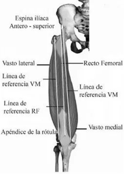 Figura 11 Líneas De Acción de los Músculos: Recto Femoral, Vasto Medial y Vasto Lateral [34]