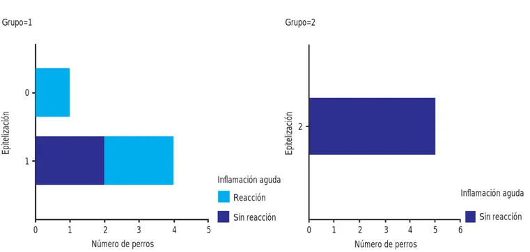 Figura 2. Infl amación aguda. Se observa  presencia de mayor infl amación aguda  con respecto al tiempo en el grupo 1 (izquierda) y ausencia de la misma  en el grupo 2 (derecha).