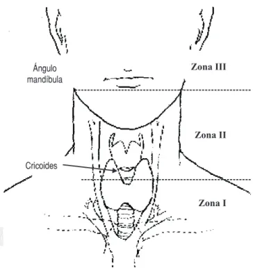 Figura 1. Zonas anatómicas del cuello.