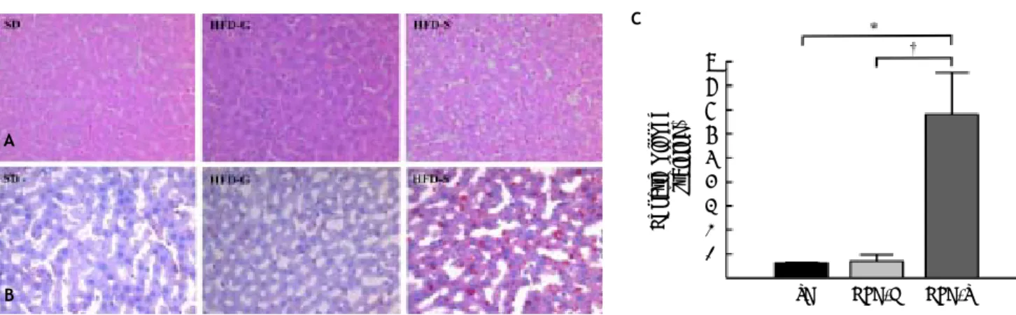 Figure 3. Histological changes in liver tissue. A. Stained with hematoxylin and eosin (H-E)