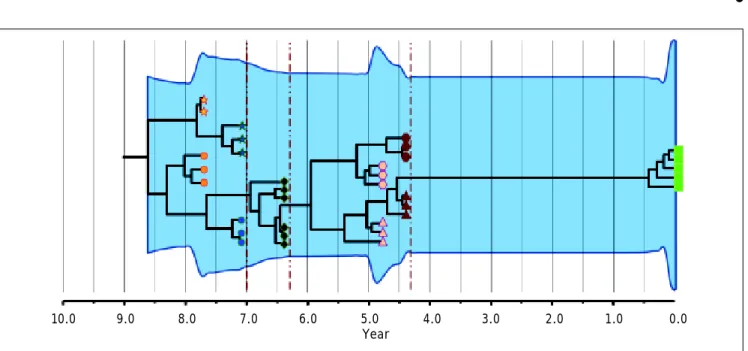 Figure 2. Intrapatient evolution of HCV in an 8-year follow up. Maximum Clade Credibility Tree constructed by Bayesian coa-