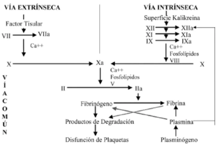 Figura 1. Cascada de la coagulación, interacción de vía intrínseca, extrínseca y común