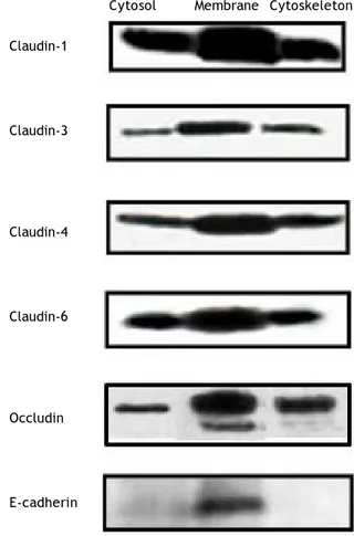 Figure 1 shows the cellular localization of clau- clau-dins in HepG2 cells. Claudin-1, -3, -4, -6 and  occlu-din were very strongly expressed in the cell membrane; the expression of these proteins was also observed in the cytosol and cytoskeleton fractions
