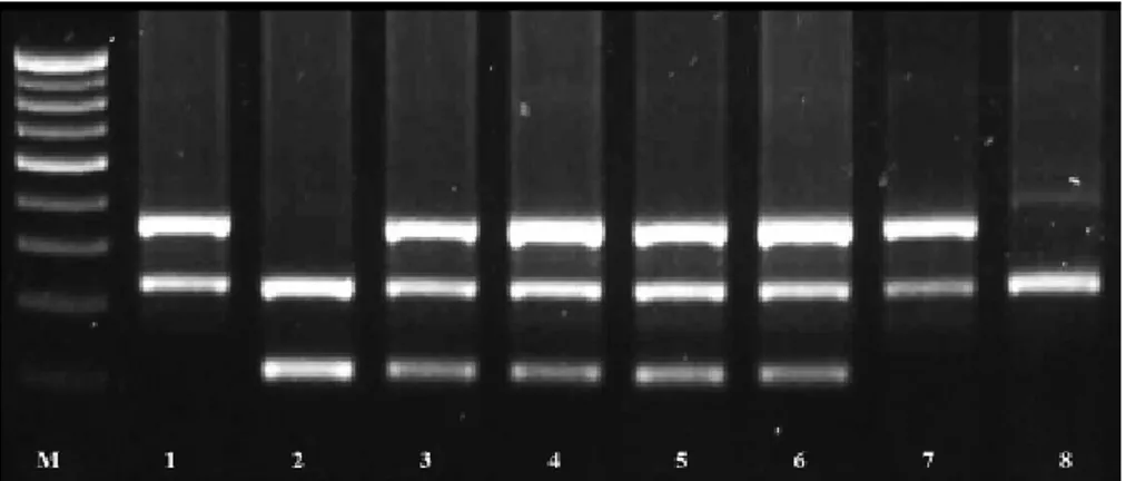 Figure 1. Multiplex PCR analy-