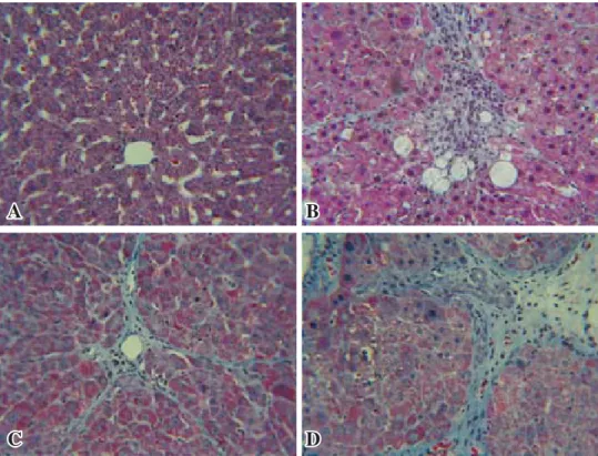 Figure 1. Histopathological