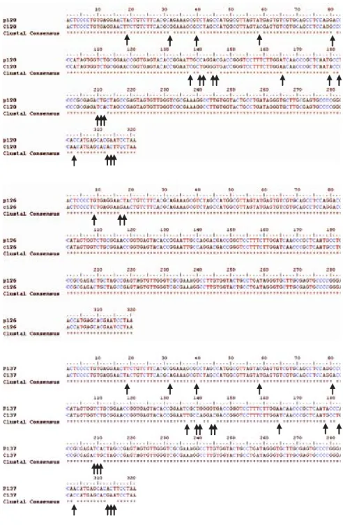 Figure 2. Alignment of the highly conserved HCV 5’UTR sequences obtained plasma (P)