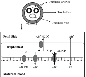Figure 2. Transport systems of bile acids across the trophoblast plas-