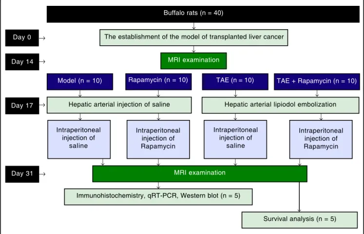 Figure 1.  Figure 1. Flow chart illustrating a process of gouping.