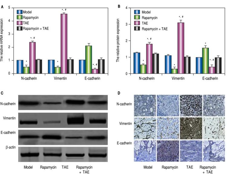 Figure 5. Figure 5. Comparison of the expressions of EMT-related molecules in the hepatic tumor of rats in each group