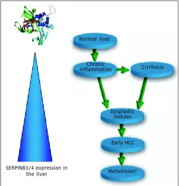 Figure 2. Schematic diagram of the extent of SERPINB3