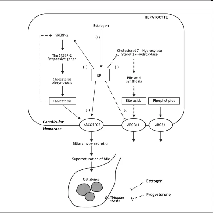 Figure 1. The proposed working model underlying the potential lithogenic mechanisms of estrogen through the estrogen re-