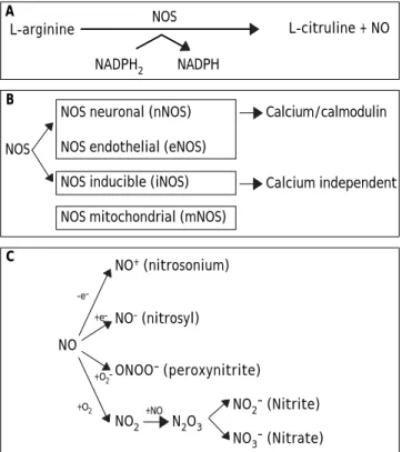 Figure 1. A. NO is synthesized endogenously by conversion