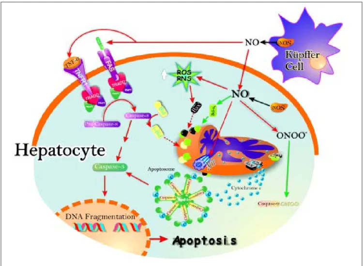 Figure 2. Schematic representation of the pro- and antiapoptotic effects exerted by NO